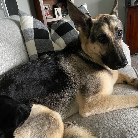 MEET YOUR POSHER, REBECCA - Picture 7 of 13